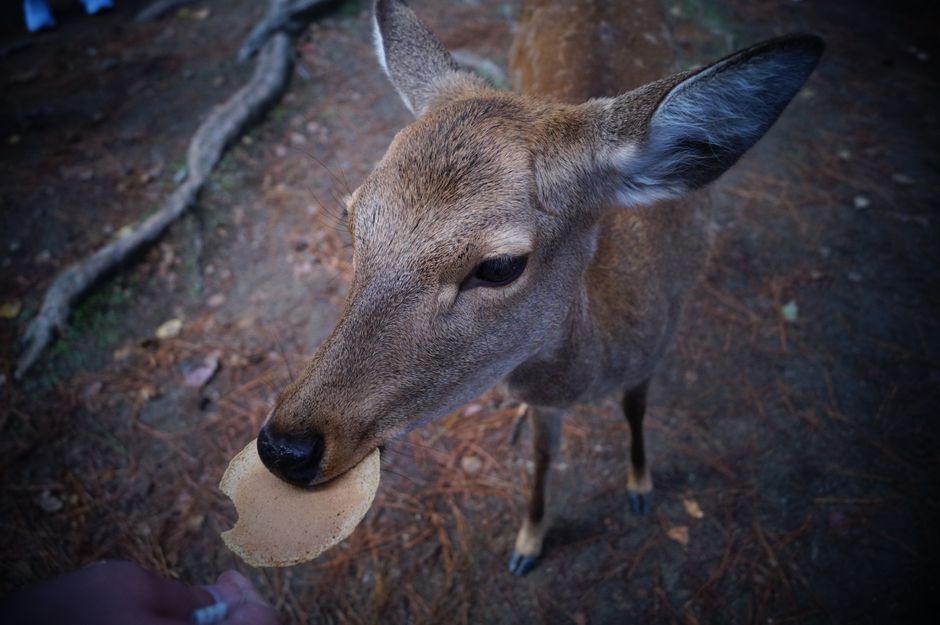 Cerfs de Nara