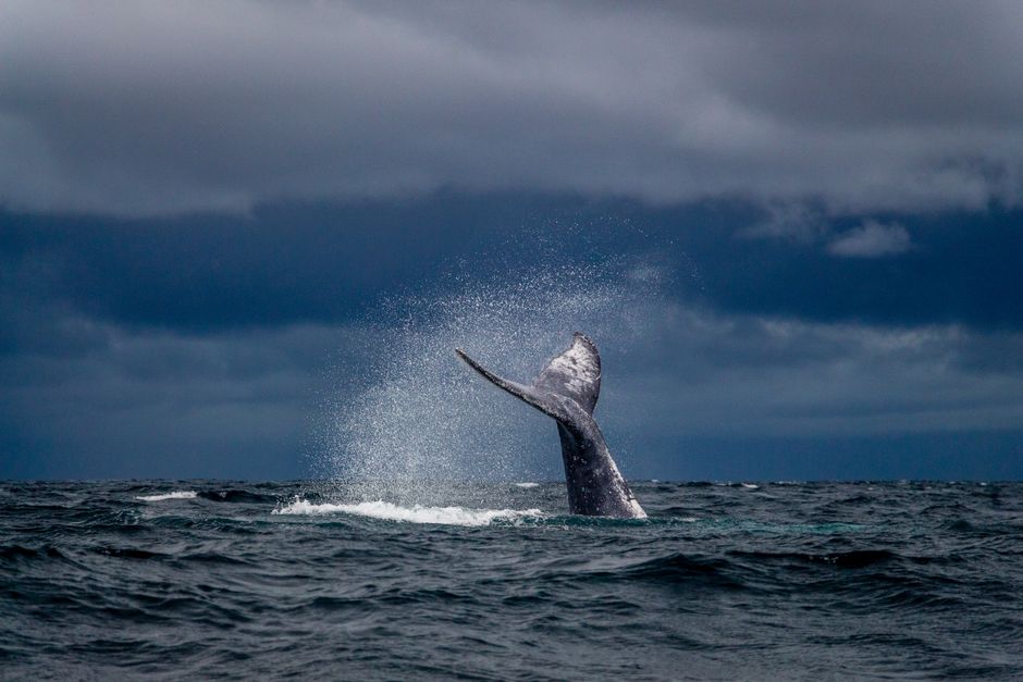 Observation des baleines à Okinawa : guide complet
