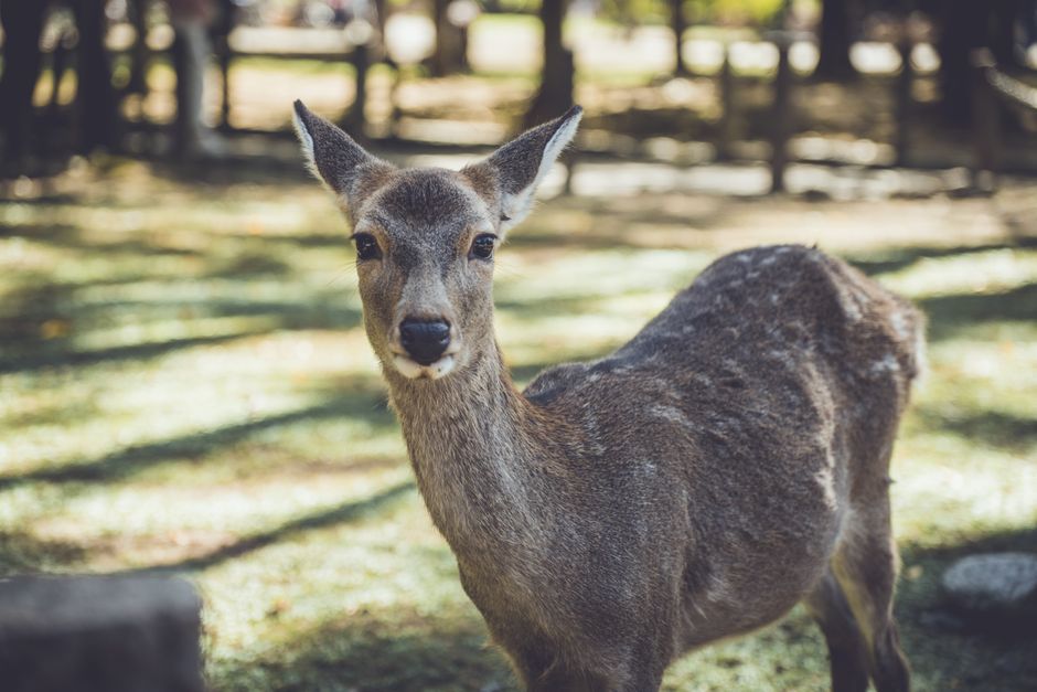 Nara : temples et cerfs