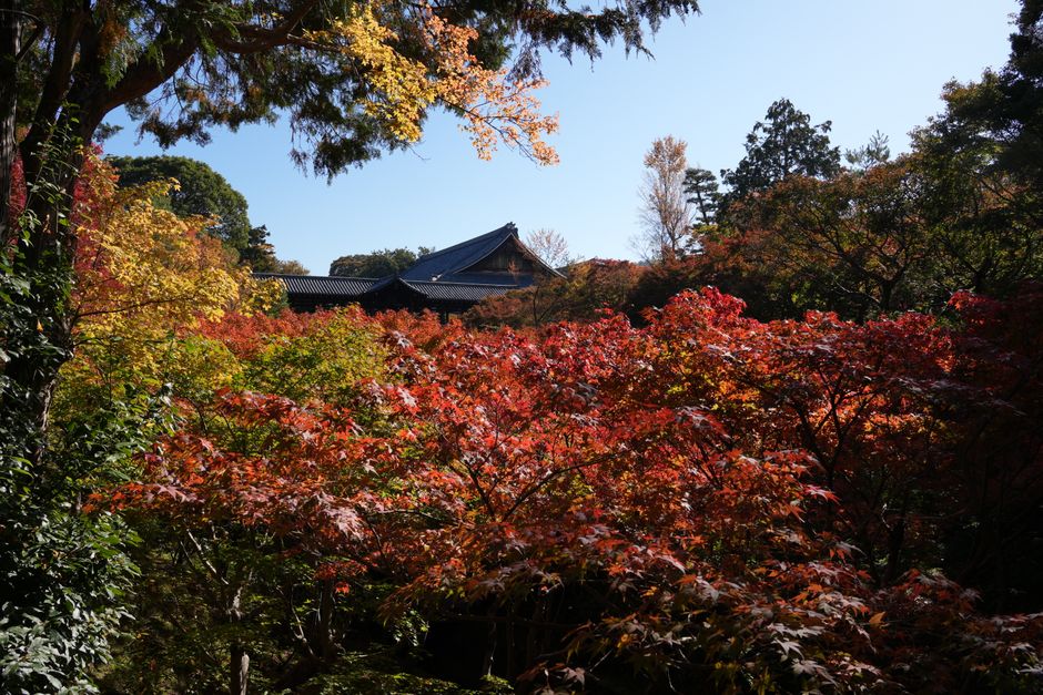 Nature du Japon