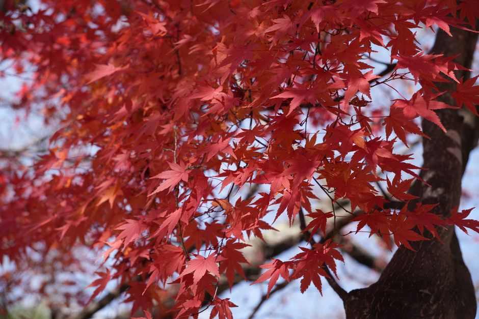 Momiji : érables japonais