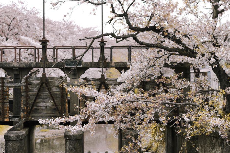 Sakura japonais