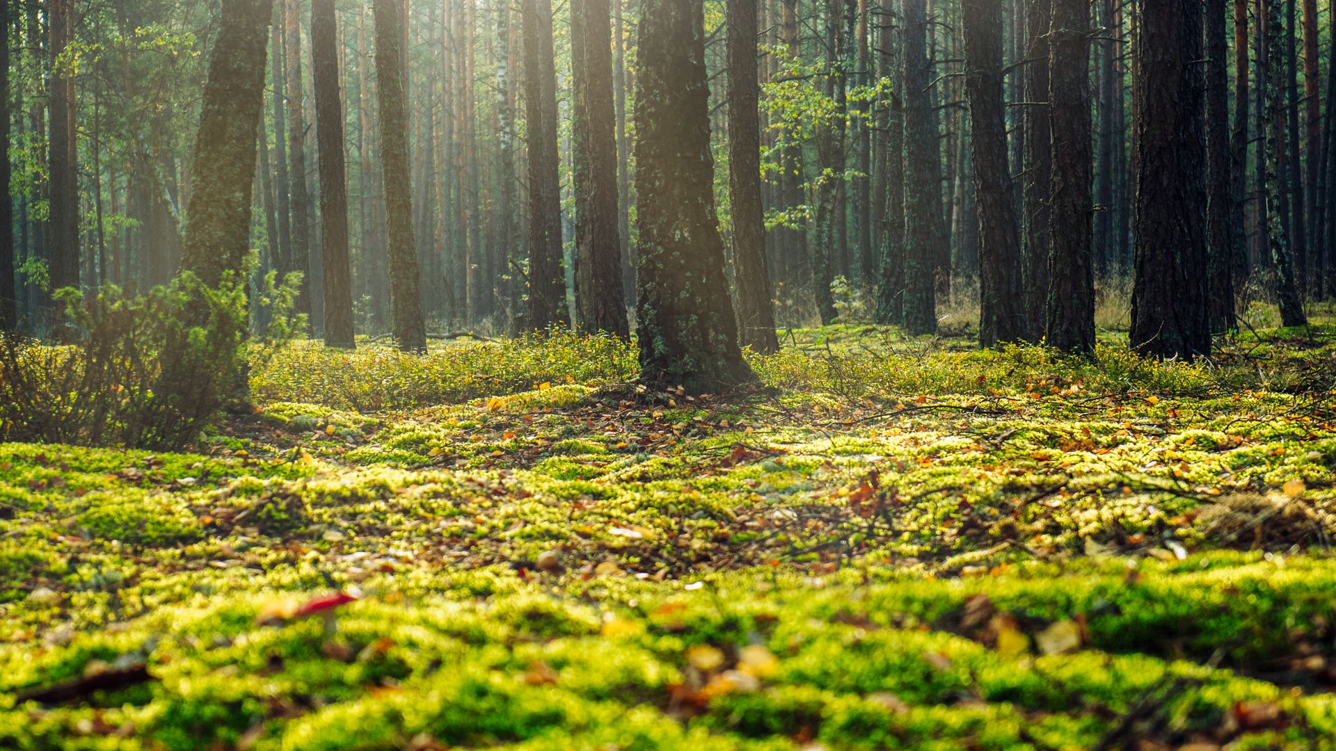 Forêts de Tohoku