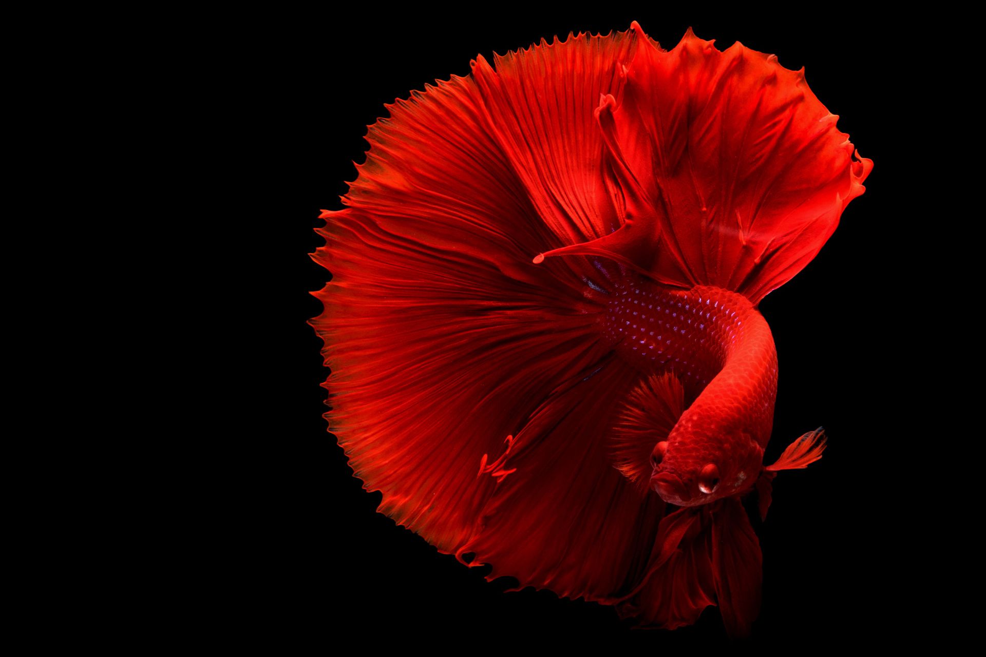Poisson frais