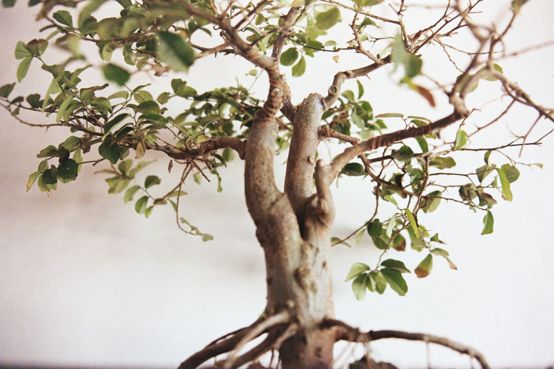 Bonsai dans un tokonoma