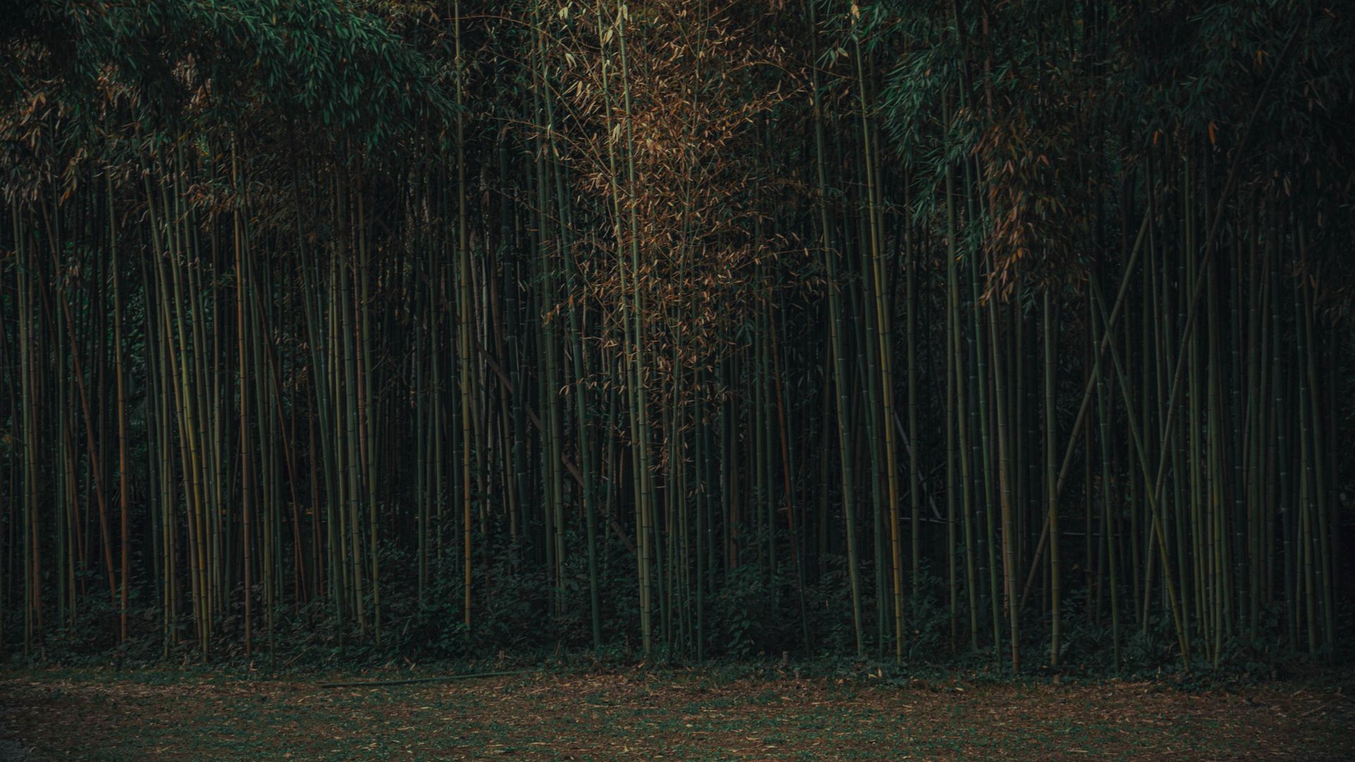 Bamboo