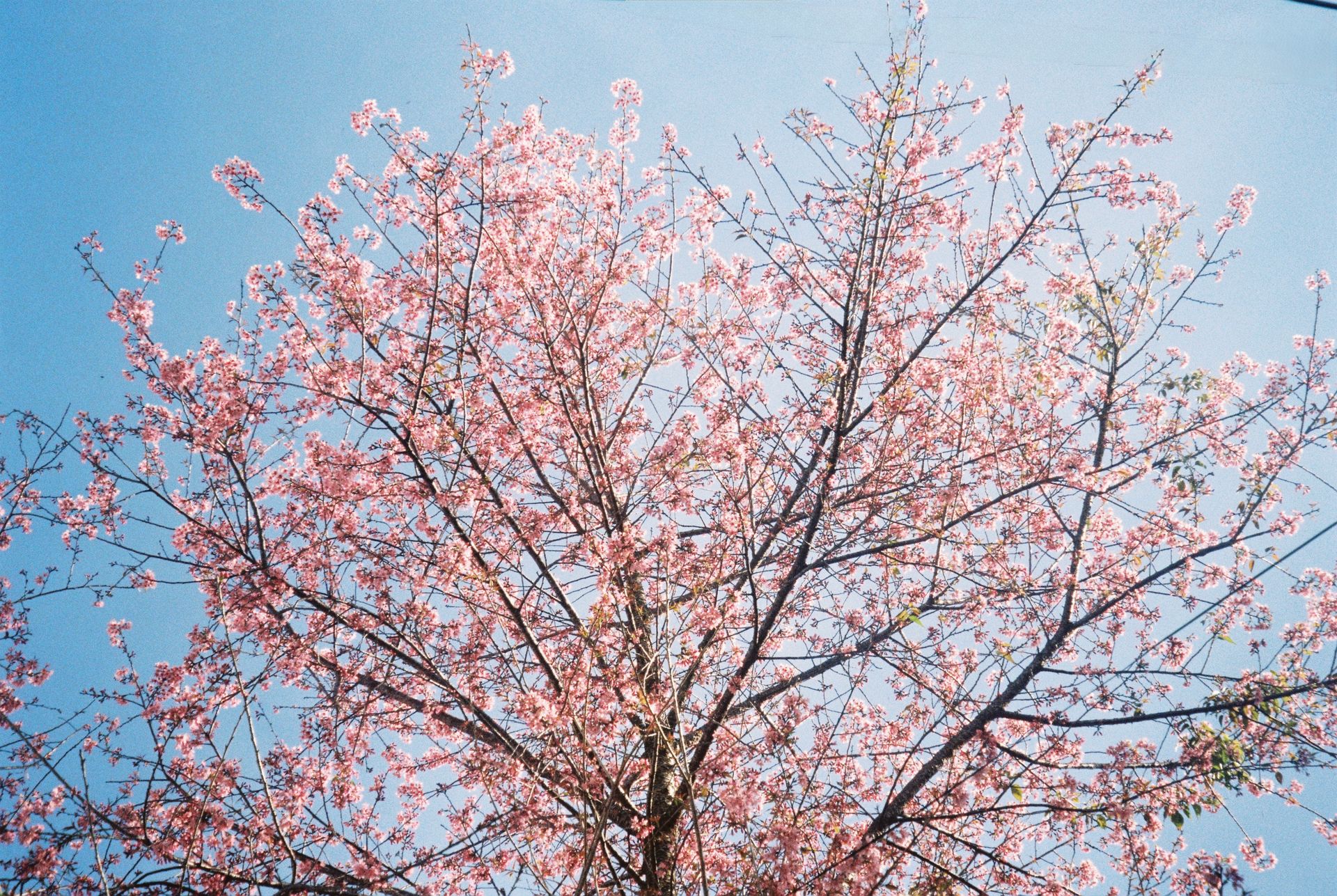 Sakura