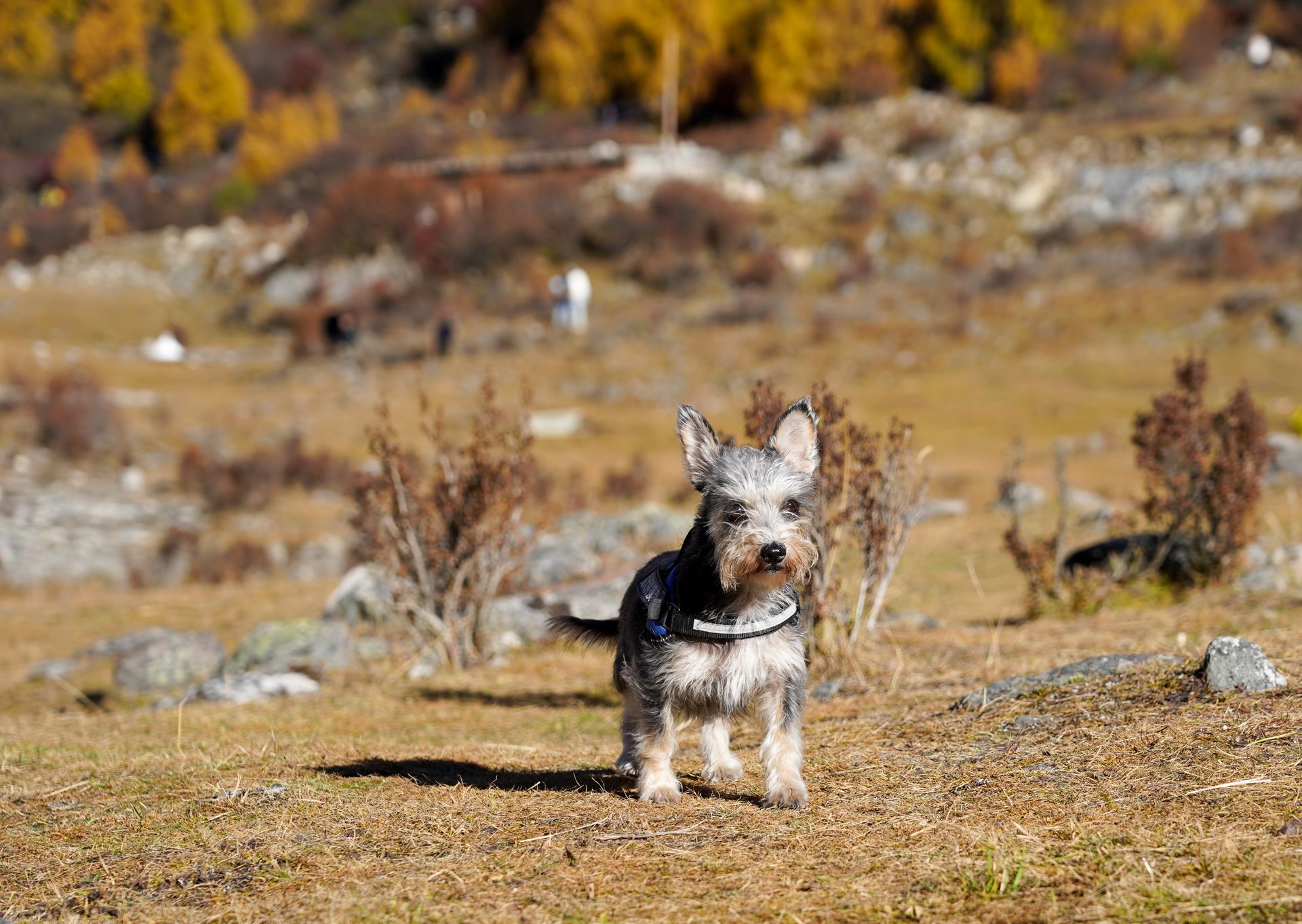 Chien prêt pour le voyage