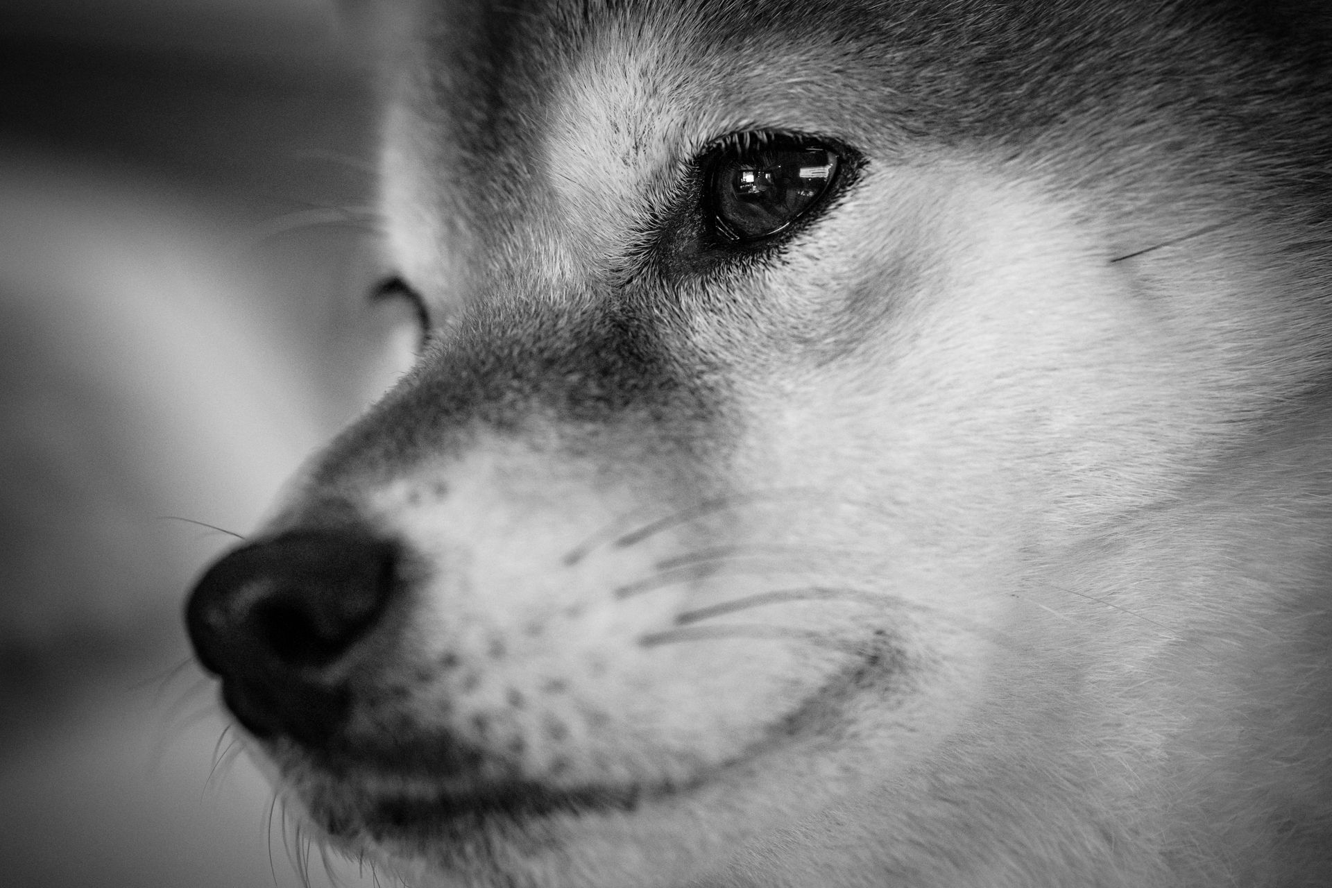 Un chien Shiba Inu au Japon
