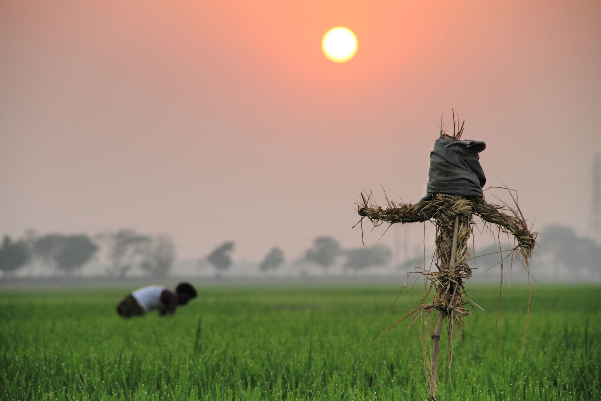 Agriculture Japon