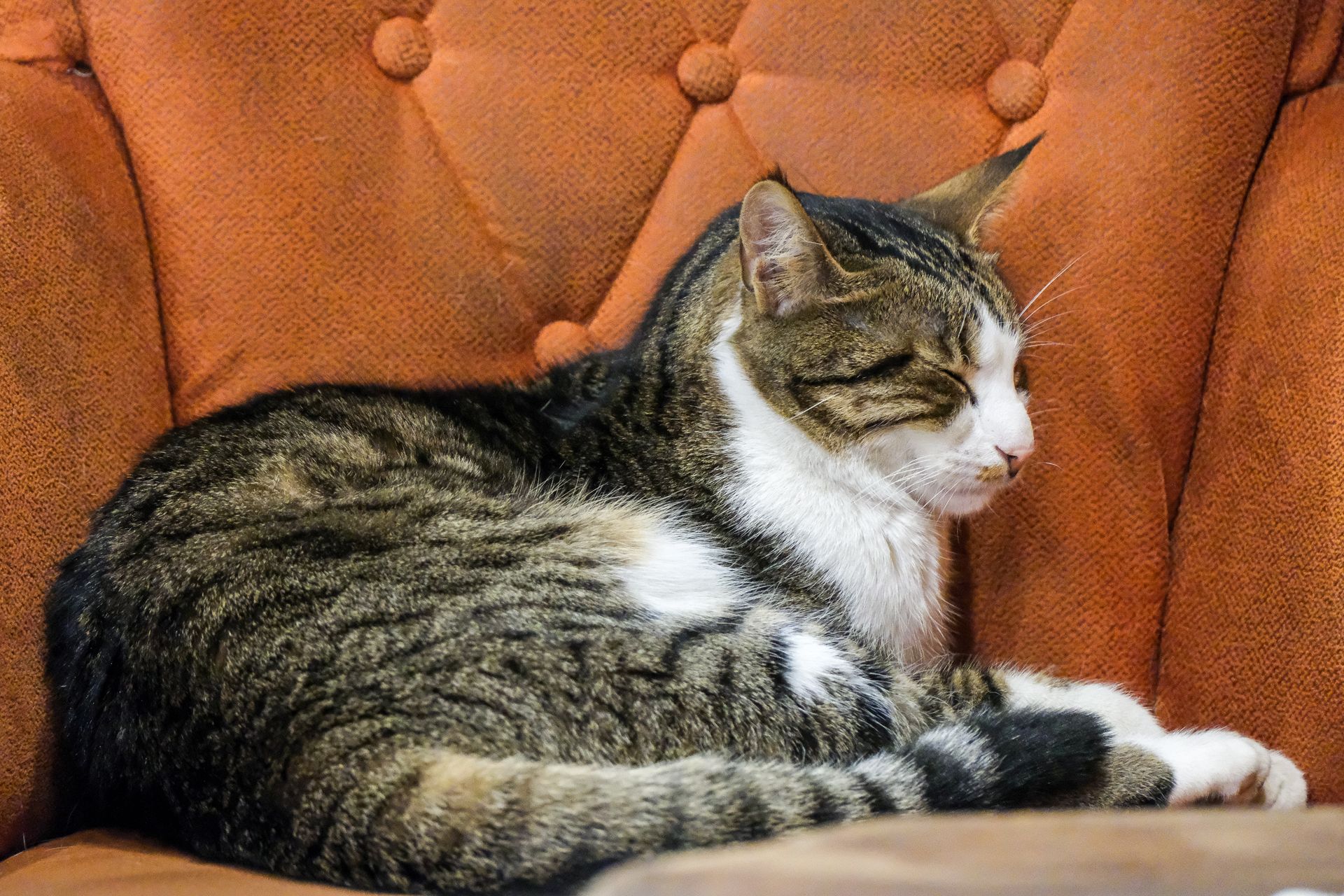 Chat dans un intérieur moderne
